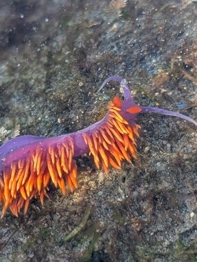 Meet your Posher, Nina